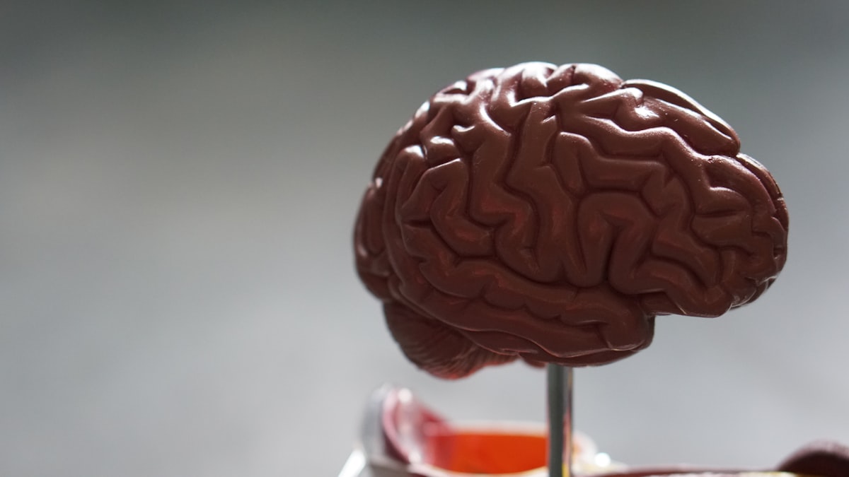 Nutritious brain-healthy foods including nuts, berries, and leafy greens